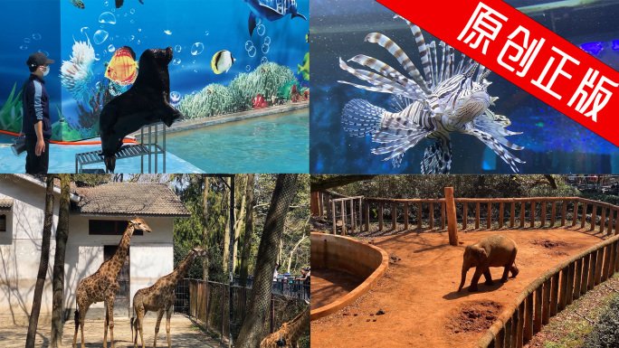 【4K】动物园海洋馆游客表演保护动物