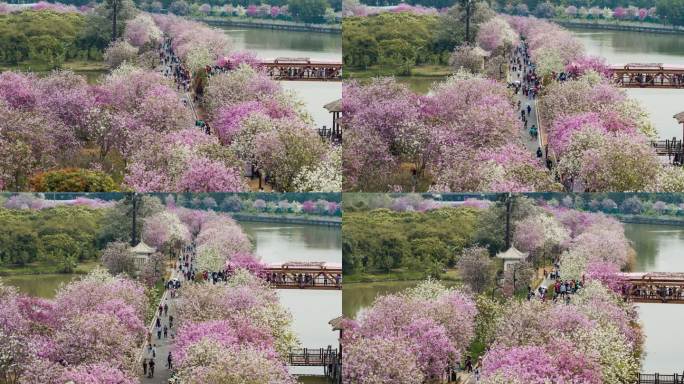 紫荆花