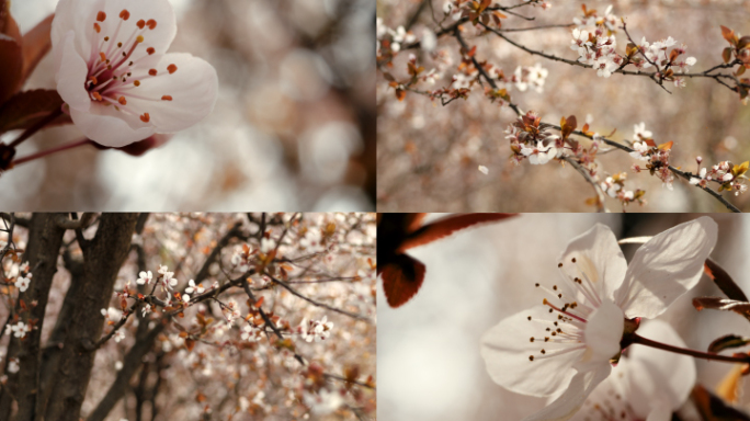 李花 花瓣飘落