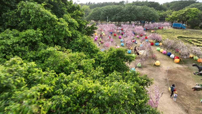 深圳樱花节