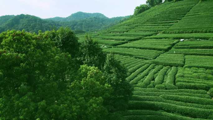 杭州龙井茶园 明前茶