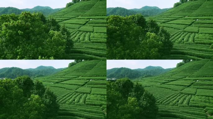 杭州龙井茶园 明前茶