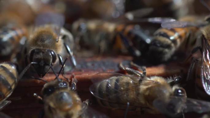 长白山蜜蜂养殖基地蜜蜂实拍微距