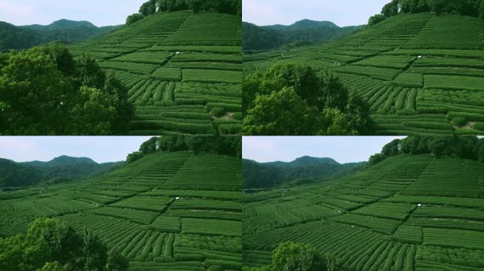 杭州龙井茶园 明前茶