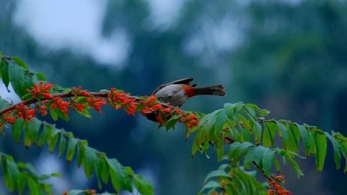 树枝上的小鸟春天鸟语花香 红耳鹎