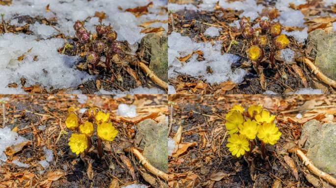 冰凌花 冰消雪融 坚韧不拔 惊蛰