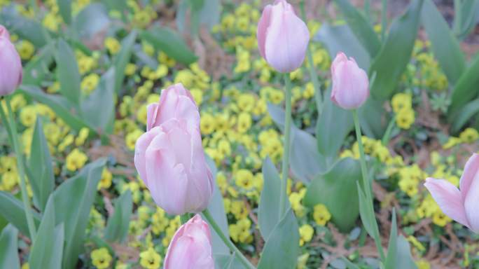 郁金香花海8K实拍素材