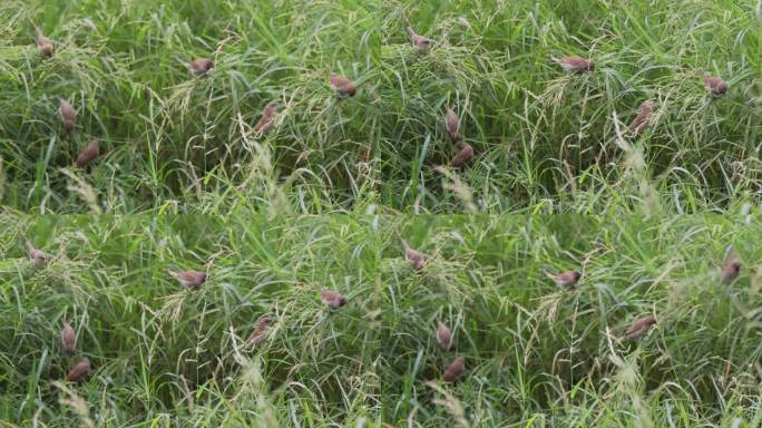 草丛中的麻雀