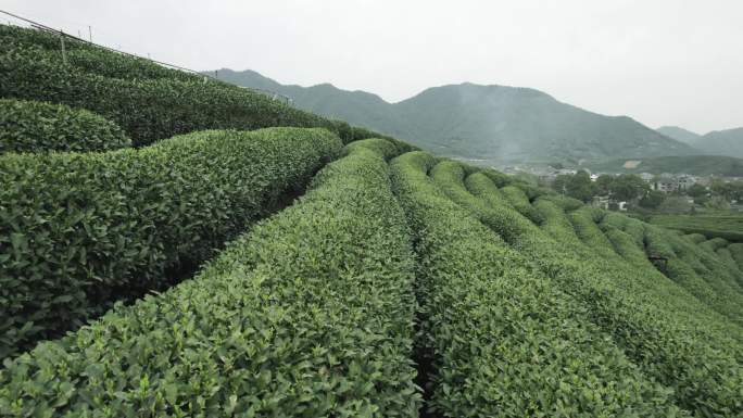 杭州龙坞茶园  明前茶