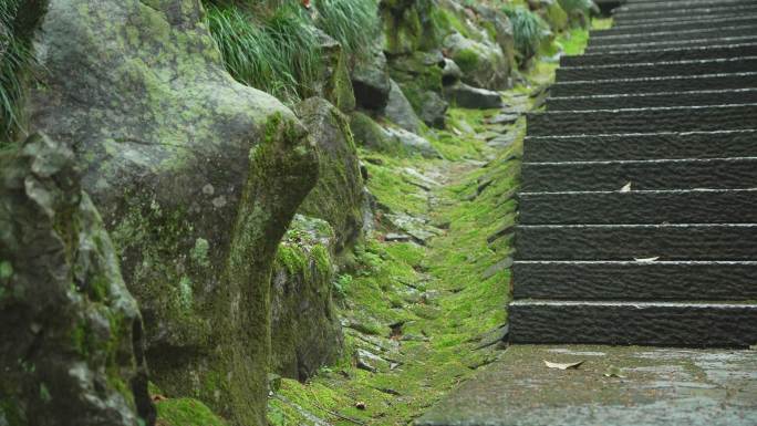 下雨天石阶旁长满青苔