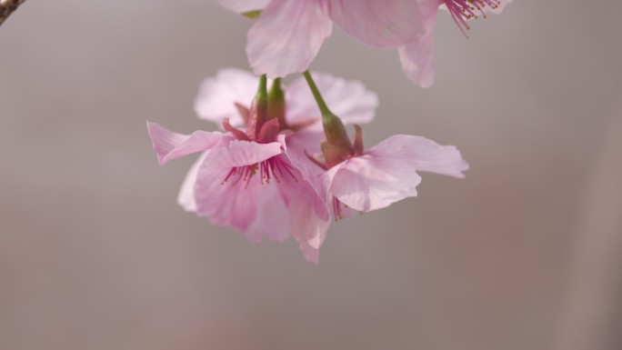 春风舞动樱花摇