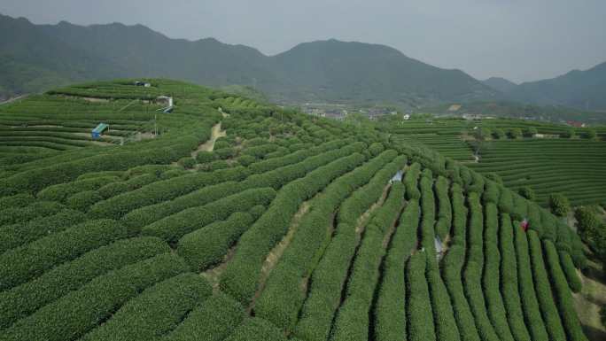 杭州龙坞茶园  明前茶