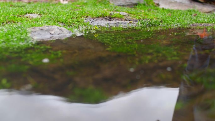 草原上走向未来 草地积水 水洼倒影