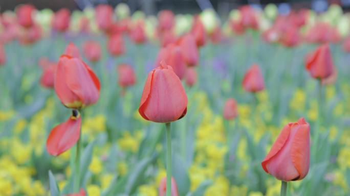 郁金香花海8K实拍素材