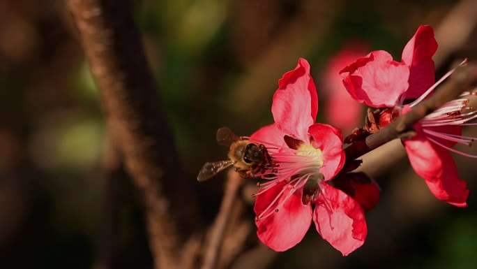 春天桃花蜜蜂采蜜