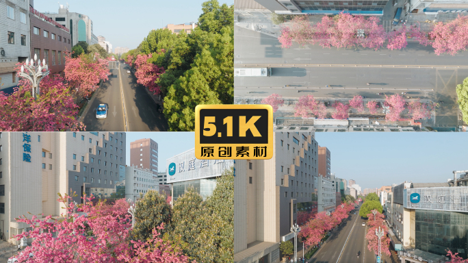 5K-昆明圆通街樱花绽放，樱花街道