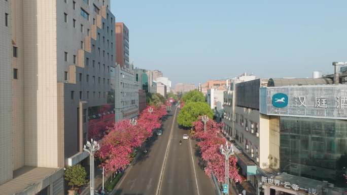 5K-昆明圆通街樱花绽放，樱花街道