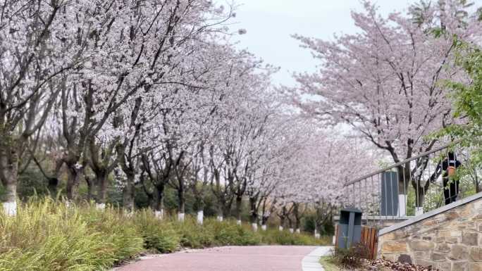 樱花盛开天府绿道 骑行绿道城市公园绿道