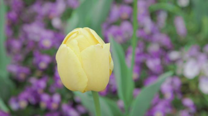 郁金香花海8K实拍素材