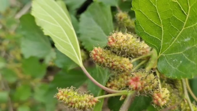 夏日水果仲夏时节绿色野生果实桑树子叶桑果