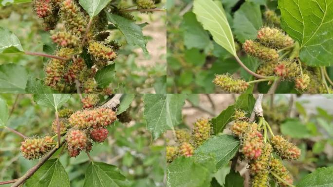 夏日水果仲夏时节绿色野生果实桑树子叶桑果