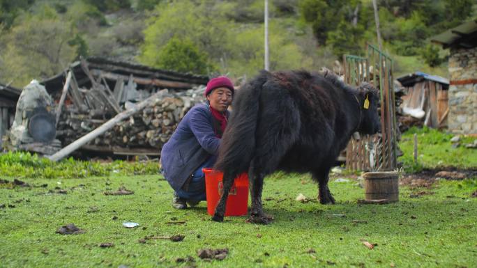 养殖牦牛挤奶高原藏族人的一天少数民族风情