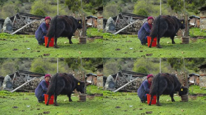养殖牦牛挤奶高原藏族人的一天少数民族风情