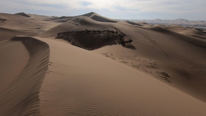 沙漠 骆驼 驼运 古老运输  驼铃 沙