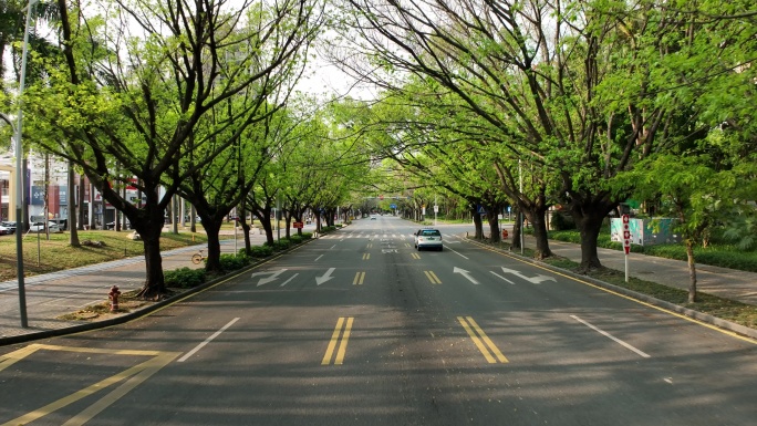 【正版原创】城市道路春天绿植绿化