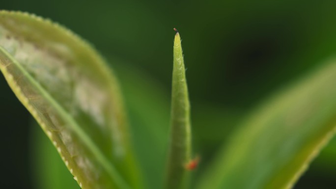 茶园叶子虫子爬行特写