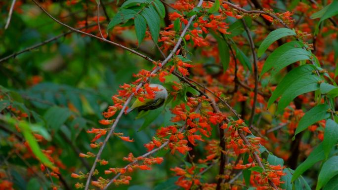小鸟停在树枝上 绣眼鸟 采花 吃花蜜