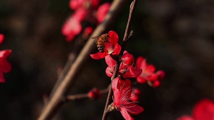 春天桃花蜜蜂采蜜