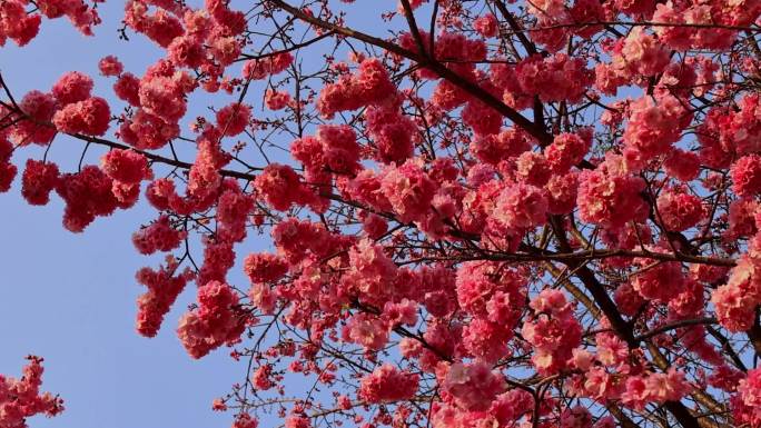 春暖花开樱花盛开