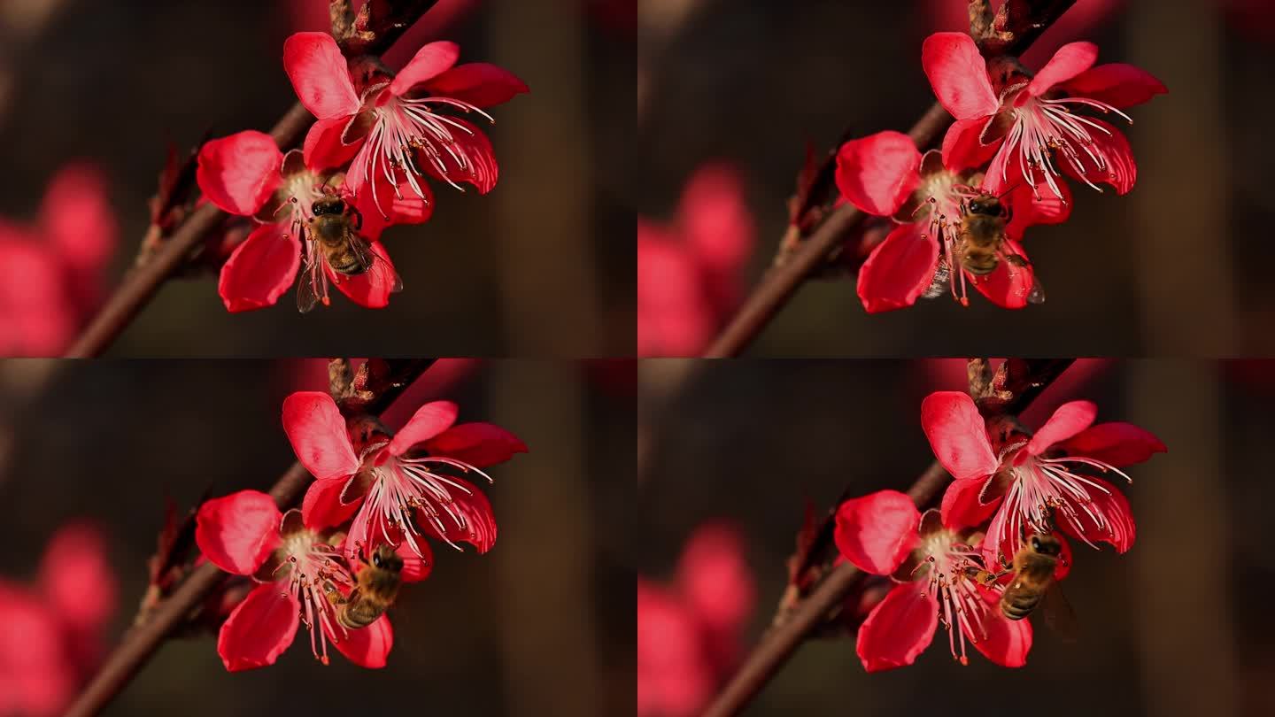 春天桃花蜜蜂采蜜