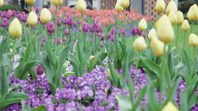 郁金香花海8K实拍素材