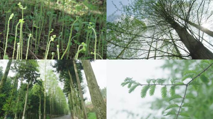 红树杉 水杉 原始森林