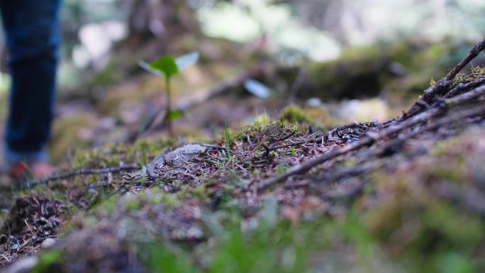 穿越森林 树林 树林徒步 旅游 登山