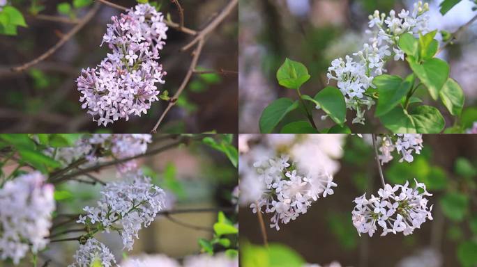 4K丁香花唯美空境