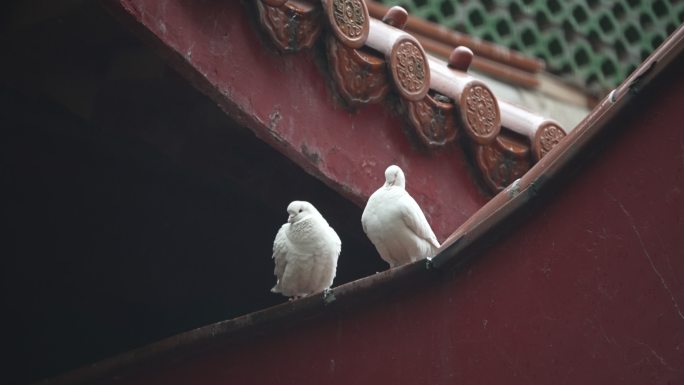 下雨天屋檐上在梳理羽毛的鸽子