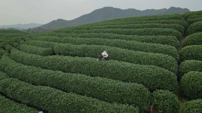 杭州龙坞茶园 采茶 明前茶