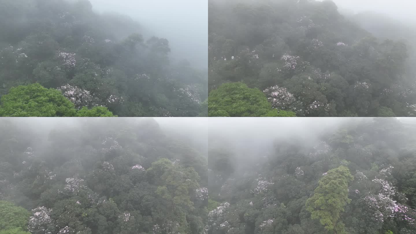 云雾中的梧桐山杜鹃花