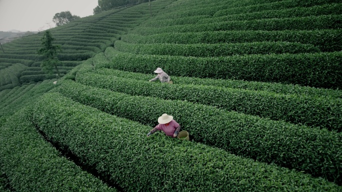 杭州龙坞茶园 采茶 明前茶