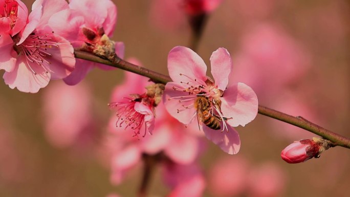 春暖花开桃花蜜蜂采蜜