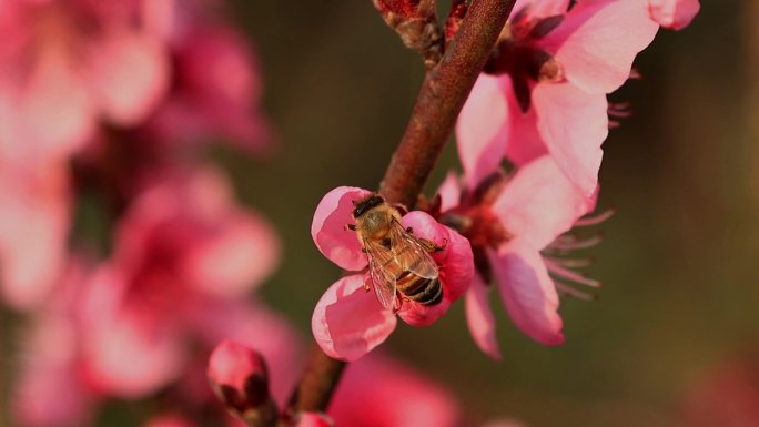 春天桃花蜜蜂采蜜