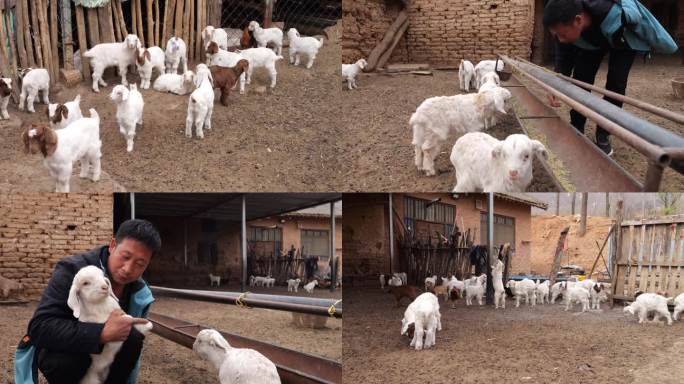 小羊-羊圈-羊群-羊-羊羊-养羊-吃食