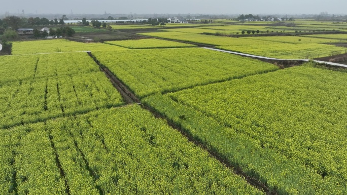 高清航拍2023年湖北省油菜花节