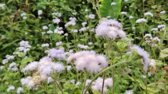 路边的野花微风吹野花摇摆不定绿色植物花草