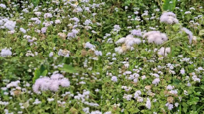 路边的野花微风吹野花摇摆不定绿色植物花草