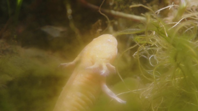 四脚鱼观赏海洋生物动物爬行