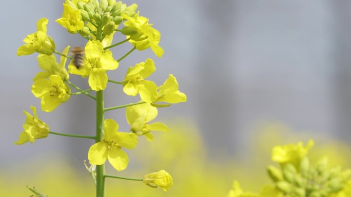 油菜花  蜜蜂